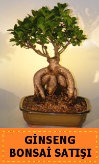 Ginseng bonsai satışı japon ağacı  İstanbul Ümraniye cicek , cicekci 