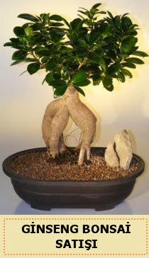 İthal Ginseng bonsai satışı japon ağacı  İstanbul Ümraniye çiçek siparişi sitesi 