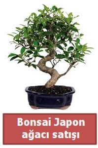 Japon ağacı bonsai satışı  İstanbul Ümraniye çiçek siparişi sitesi 