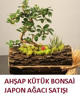 Ahşap kütük içerisinde bonsai ve 3 kaktüs  İstanbul Ümraniye çiçekçi mağazası 