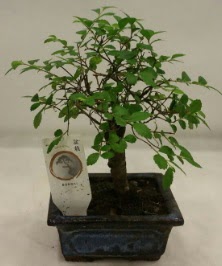 Minyatür ithal japon ağacı bonsai bitkisi  İstanbul Ümraniye çiçek satışı 