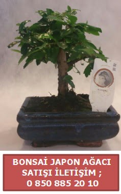 Japon ağacı minyaür bonsai satışı  İstanbul Ümraniye çiçek satışı 