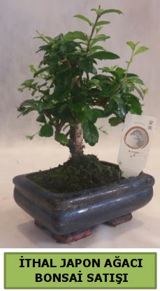 İthal japon ağacı bonsai bitkisi satışı  İstanbul Ümraniye çiçekçi telefonları 
