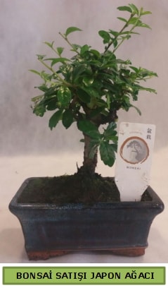 Minyatür bonsai ağacı satışı  İstanbul Ümraniye çiçek gönderme 