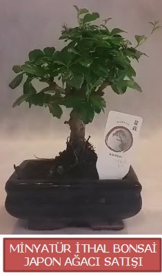 Küçük görsel bonsai japon ağacı bitkisi  İstanbul Ümraniye çiçek , çiçekçi , çiçekçilik 
