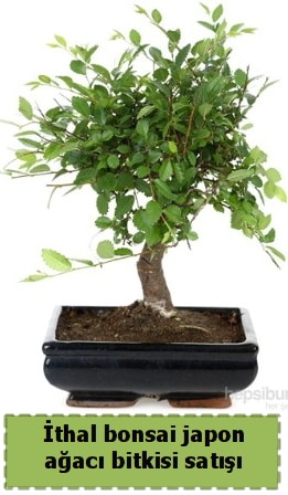 İthal bonsai saksı çiçeği Japon ağacı satışı  İstanbul Ümraniye İnternetten çiçek siparişi 