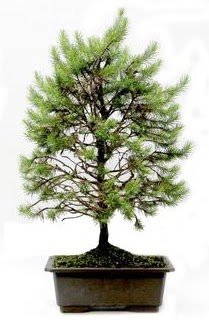 *** STOKTA YOK - Çam ağacı bonsai bitkisi satışı  İstanbul Ümraniye cicekciler , cicek siparisi 