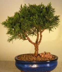 Servi am bonsai japon aac bitkisi  stanbul mraniye iek yolla 