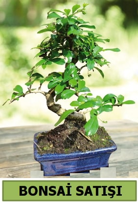 Çam bonsai japon ağacı satışı  İstanbul Ümraniye çiçek satışı 