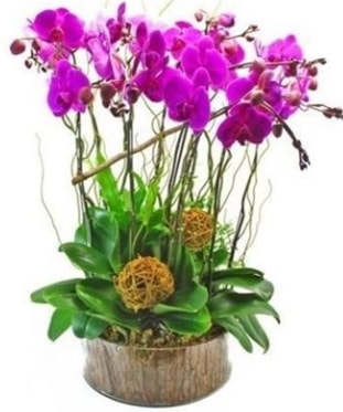 Ahşap kütükte lila mor orkide 8 li  İstanbul Ümraniye internetten çiçek satışı 