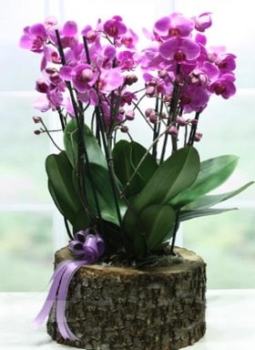 Ktk ierisinde 6 dall mor orkide  stanbul mraniye ucuz iek gnder 