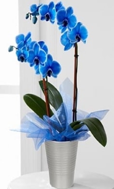 Seramik vazo içerisinde 2 dallı mavi orkide  İstanbul Ümraniye çiçek , çiçekçi , çiçekçilik 