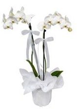 2 dallı beyaz orkide  İstanbul Ümraniye güvenli kaliteli hızlı çiçek 