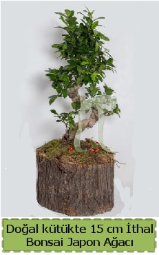 Doğal kütükte İthal bonsai japon ağacı  İstanbul Ümraniye çiçek gönderme 