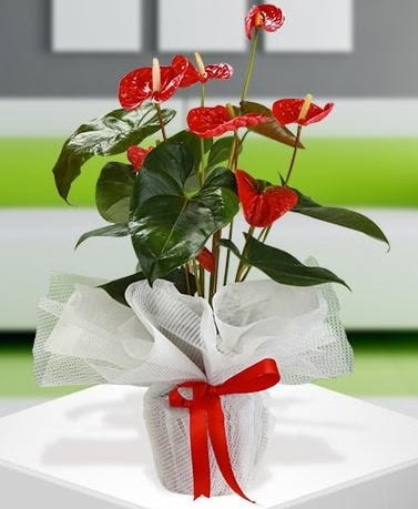 Antorium saksı bitkisi ithal kalite  İstanbul Ümraniye hediye çiçek yolla 