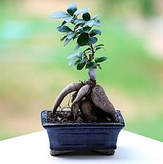 Marvellous Ficus Microcarpa ginseng bonsai  İstanbul Ümraniye çiçek siparişi vermek 