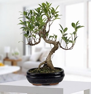 Gorgeous Ficus S shaped japon bonsai  İstanbul Ümraniye yurtiçi ve yurtdışı çiçek siparişi 