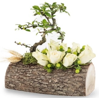 Doğal kütükte bonsai ağacı ve 7 beyaz gül  İstanbul Ümraniye çiçek gönderme sitemiz güvenlidir 