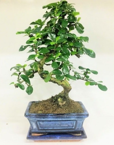 S Bonsai japon ağacı bitkisi  İstanbul Ümraniye uluslararası çiçek gönderme 