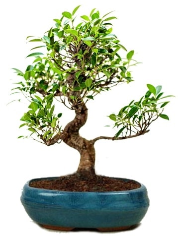 25 cm ile 30 cm aralığında Ficus S bonsai  İstanbul Ümraniye çiçek gönderme sitemiz güvenlidir 