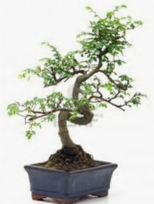 S gövde bonsai minyatür ağaç japon ağacı  İstanbul Ümraniye çiçek satışı 