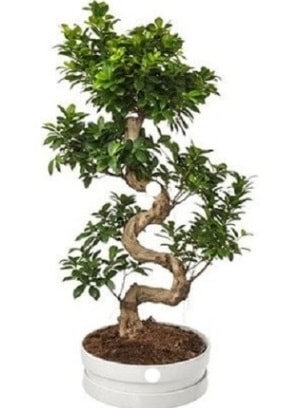 90 cm ile 100 cm civarı S peyzaj bonsai  İstanbul Ümraniye çiçek gönderme sitemiz güvenlidir 