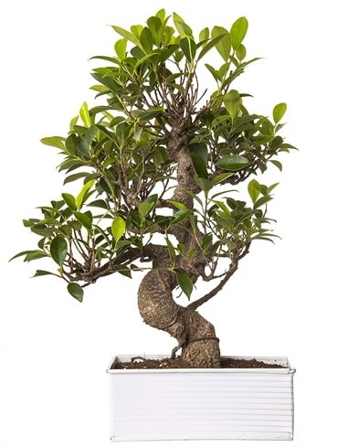 Exotic Green S Gövde 6 Year Ficus Bonsai  İstanbul Ümraniye çiçek gönderme sitemiz güvenlidir 