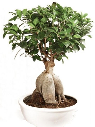 Ginseng bonsai japon ağacı ficus ginseng  İstanbul Ümraniye İnternetten çiçek siparişi 